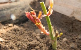 How to properly carry out cuttings of roses in the summer in July: step-by-step instructions