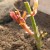 How to properly carry out cuttings of roses in the summer in July: step-by-step instructions