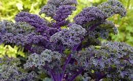 Features of growing leaf hybrid cabbage Redbor f1