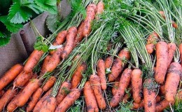 How to determine the best time to harvest carrots in the Moscow region