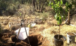 How to properly plant cherries in the fall: instructions for a novice gardener