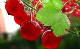 Proper planting and further care of red currants for a bountiful harvest