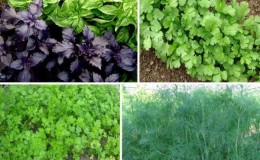 When to sow parsley and dill before winter and is it possible to do it?