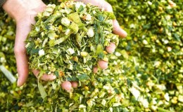 How corn is grown and harvested for silage: secrets of agricultural technology from sowing to storing the crop