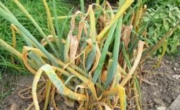 What to do if the onions turn yellow in the garden, and why this happens