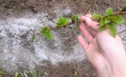 How and what to feed raspberries in the fall