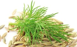 What is the difference between fennel and dill, how to distinguish them and where to use them