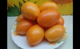 Rich harvest, amazing taste and bright color - the Koenigsberg golden tomato and a guide to growing it