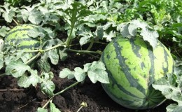 How, when and what to feed watermelons to get a stunning sweet harvest