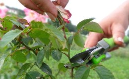 Instructions for beginner gardeners: how to prune roses after flowering in the summer so that they bloom again