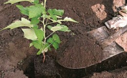 Choosing the right planting time: when to plant raspberries so that they take root