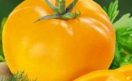 Why do summer residents like the Ilya Muromets tomato so much and how to grow it yourself on your own plot