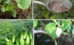How to fertilize cucumbers with mullein: preparing fertilizer and rules for applying it