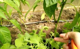 Why do you need to pincher peppers and how to do it correctly