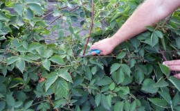 How to properly prune blackberries in summer: instructions and diagrams