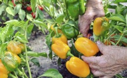 When to pick peppers from the bush: harvesting on time