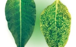 What diseases do sweet peppers have: methods of combating them and photos of leaves