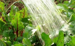 Rules and nuances of watering beets: a step-by-step guide for novice vegetable growers