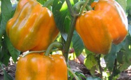 How to grow Bogdan pepper on your own plot: review and secrets of getting a rich harvest