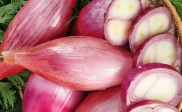 Features of cultivation and folk recipes with shallots