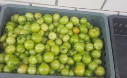 How to store tomatoes so that they turn red: we accelerate ripening and keep the vegetable fresh for a long time