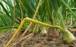 What diseases do onions have and how to deal with them?