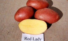 Early maturing, drought-resistant Red Lady potato variety for long-term storage