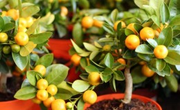 How to grow a tangerine tree at home: care rules