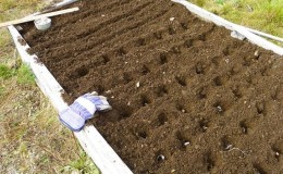 Planting patterns and rules for caring for winter onions