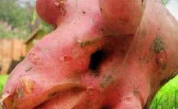 What to do if the potato turns out ugly and clumsy, and why this happened