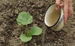 How, when and what to feed a pumpkin during flowering and fruiting: advice from gardeners and common mistakes