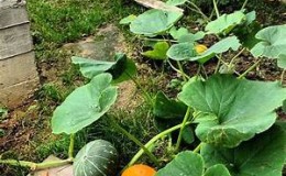 How to properly pinch a pumpkin in open ground to get a good harvest