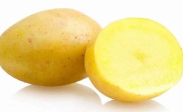 An early table potato variety that is not afraid of sudden temperature changes, Madeline