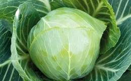 Hardy mid-season hybrid of white cabbage Aggressor f1