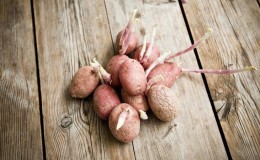 How and from what to germinate potatoes before planting