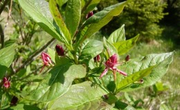 Decorative variety of Alpine honeysuckle