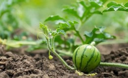How to water watermelons in open ground: frequency and rules of watering