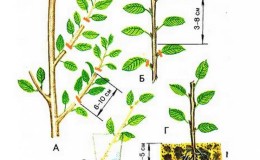 A guide to cutting cherry trees in summer: from choosing cuttings to caring for a new tree