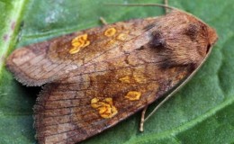 How to get rid of cutworms on tomatoes once and for all?