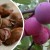 Is it possible to grow cherry plum from a seed at home and how to do it