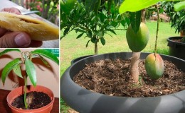 How to grow mangoes from seeds at home