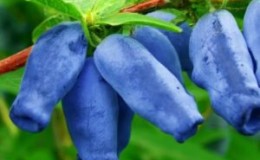 Popular mid-season honeysuckle variety Velvet