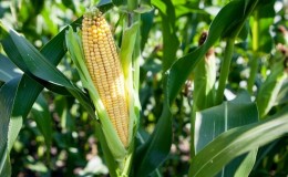 How corn grows: photos and stages of cultivation, advice from experienced farmers
