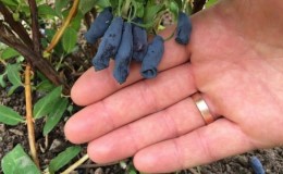 Why does honeysuckle bear fruit poorly?