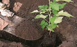 Replanting raspberries in the spring to a new place