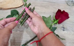Instructions for beginner gardeners: how to root a rose from a bouquet at home