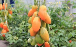 Tall and abundant tomato Chukhloma: grow it yourself and enjoy the fruits