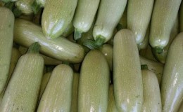 Saving the harvest until spring: how to properly store zucchini for the winter and what conditions need to be created for vegetables