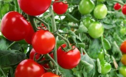 Ideal for greenhouses, early ripening and high-yielding tomato Blagovest: how to grow it correctly