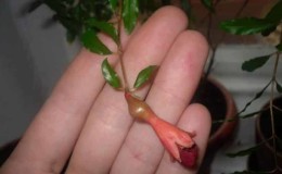 Step-by-step guide to propagating pomegranate cuttings at home